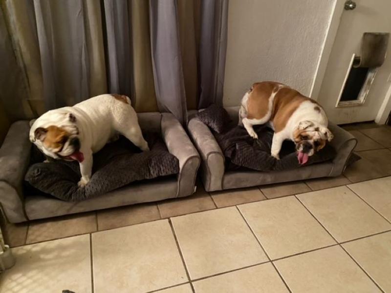 Large Couch vs English Bulldogs both weighing around 65lbs