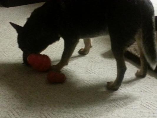 Oki with his Kong Wobbler and his Kong