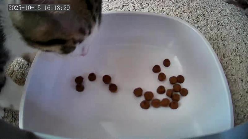 Photo from the app with the camera angled fully down