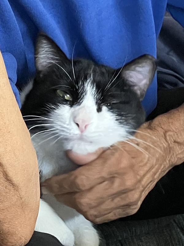 My beautiful Lulu, she is one of my remaining fur babies of eight kitties that I have😻💕🙏