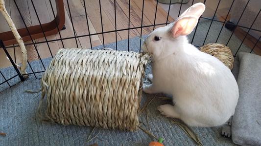 stopping for a nibble after zooming through