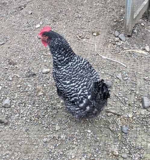 Willow the Barred Rock