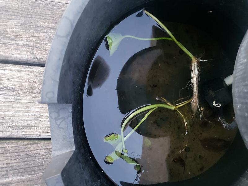Taken right after arrive. The roots did sink to proper placement the next day