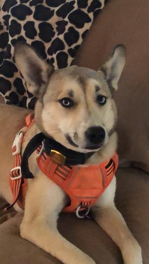 I think mom needs another dog