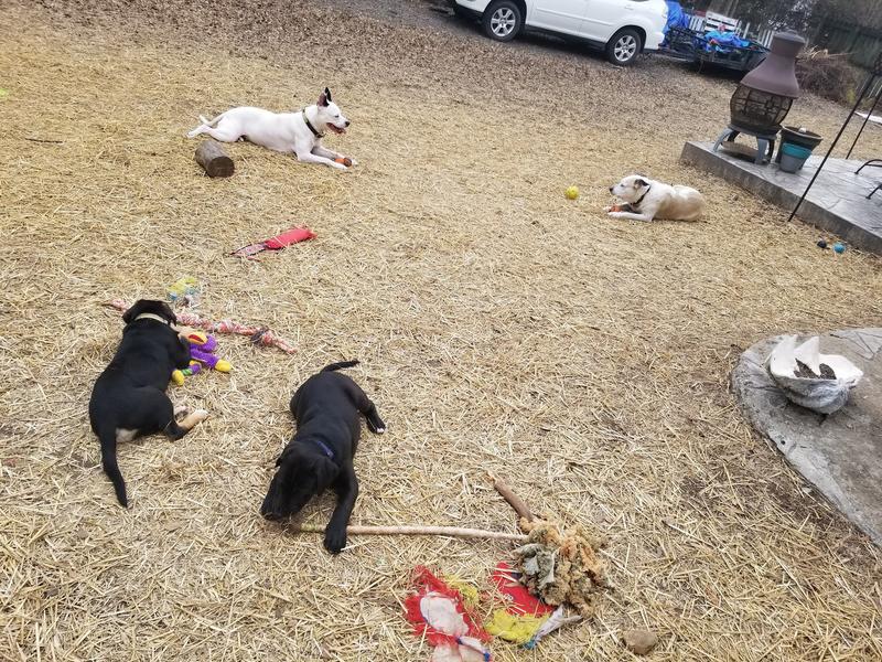 FRISCO Heavy Duty Fold & Carry Single Door Collapsible Wire Dog Crate