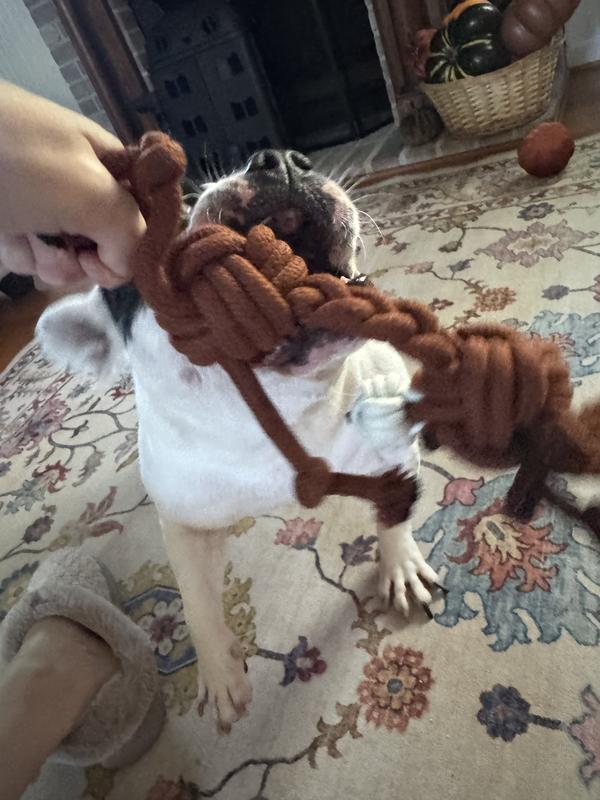 Tug of war to chew toy.