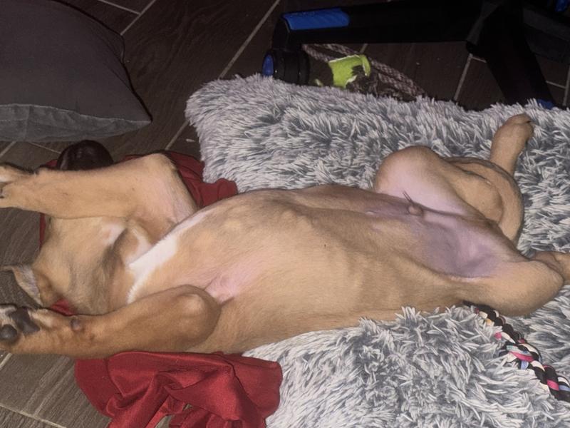 Whiskey(German Shepherd) this is how he sleeps when he is on his doggy bed