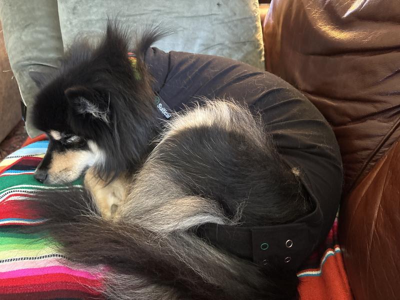 Taika snuck on to her couch.