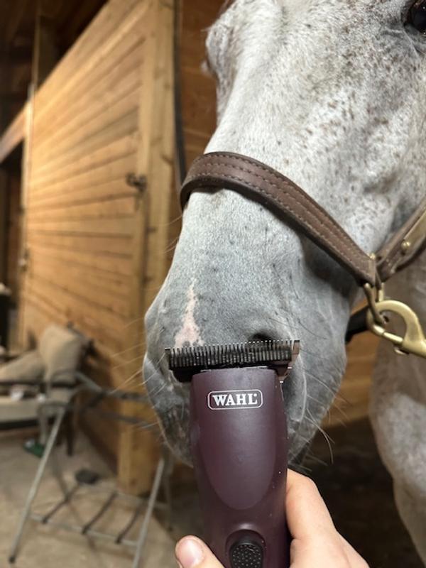 Clippers running next to my horse's nose.