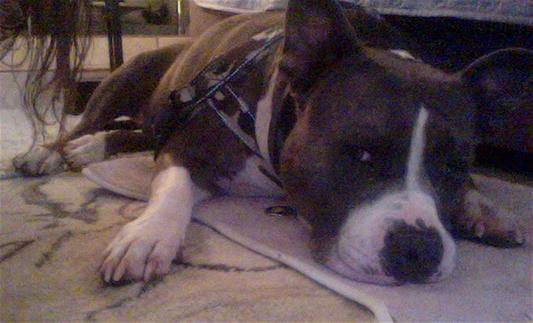 Quickfit EzyDog Harness pix1