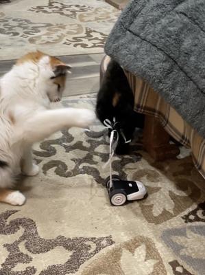 Kittens love it 😻😻😻