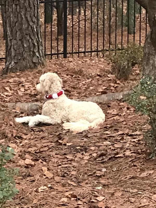 Dog Leash - Jingle Bell Guac