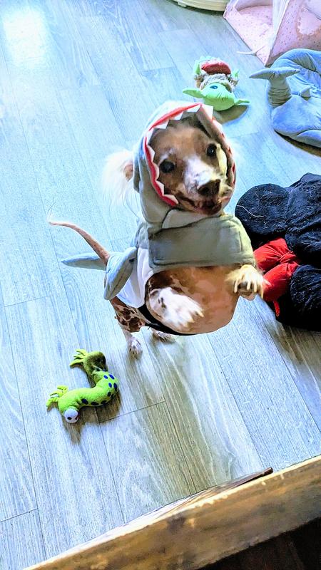 Chinese Crested Hairless baby MeiMei loves her great white shark outfit!