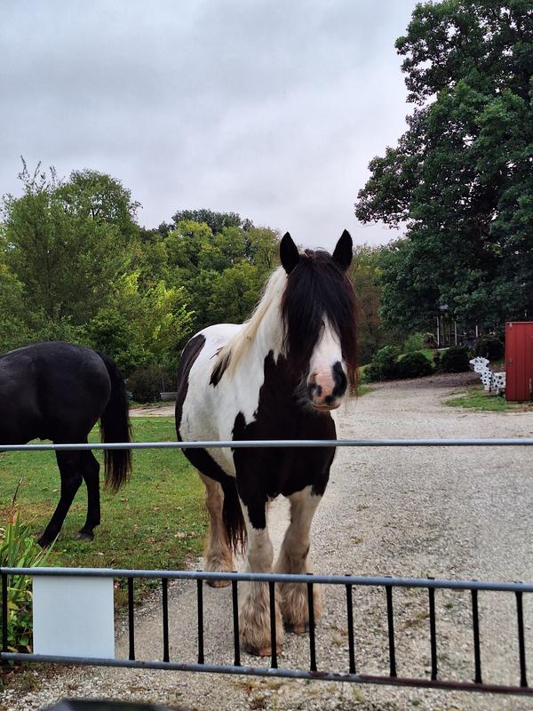 Waiting at the gate for pampering.