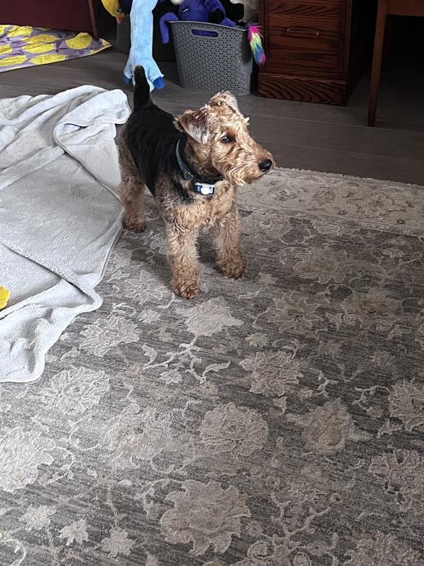 Ran a bit small on my 23 lb male welsh terrier