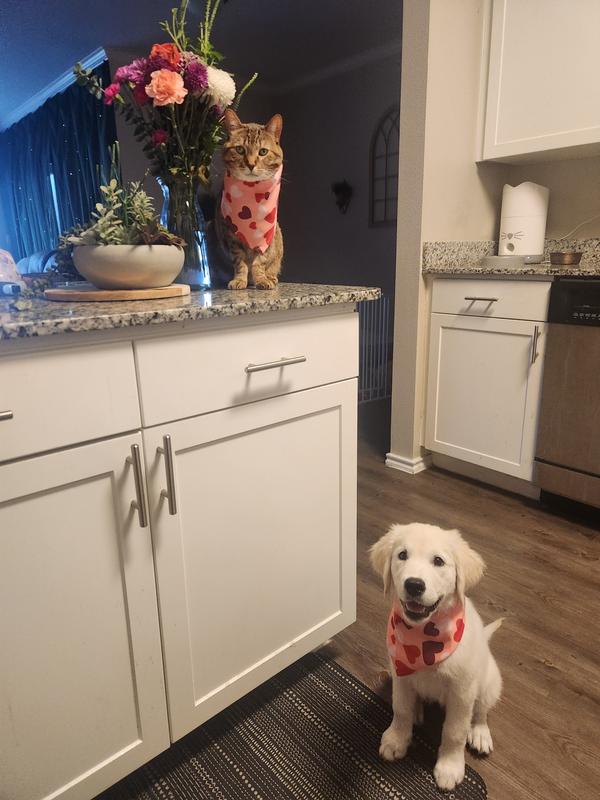 My girls look so pretty!