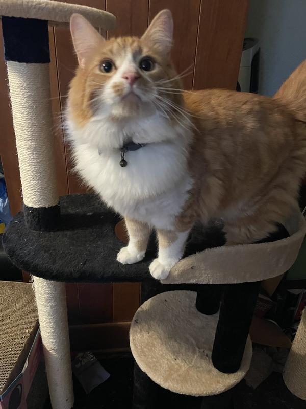 Wildfire enjoying being the boss of the cat tree