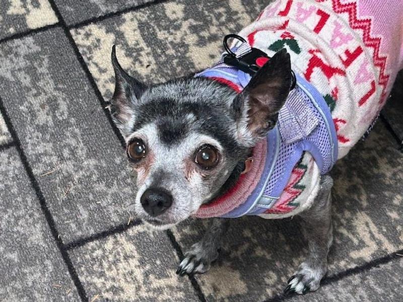 Stella in her New Harness over her Sweater Keeping Warn