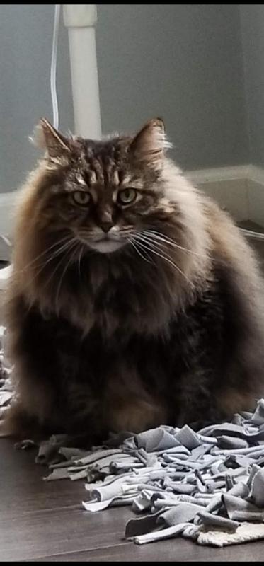 Bobbi is a miniature bobtail maincoon