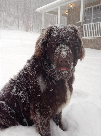 Snowy Face