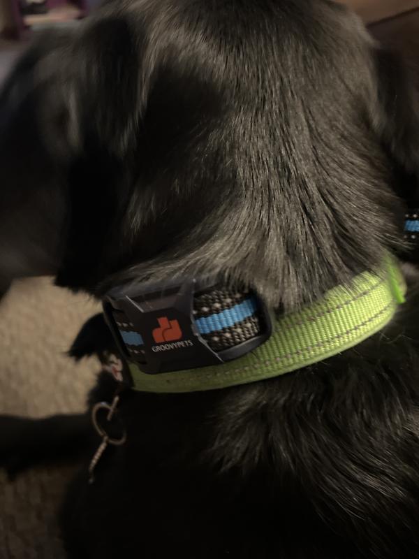 Fits well with other collar