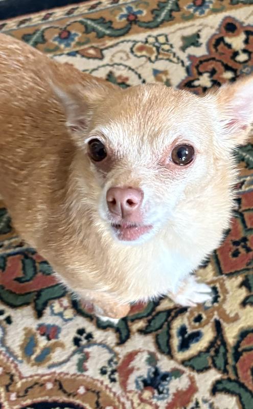 She sees her breakfast and won’t stop wagging.