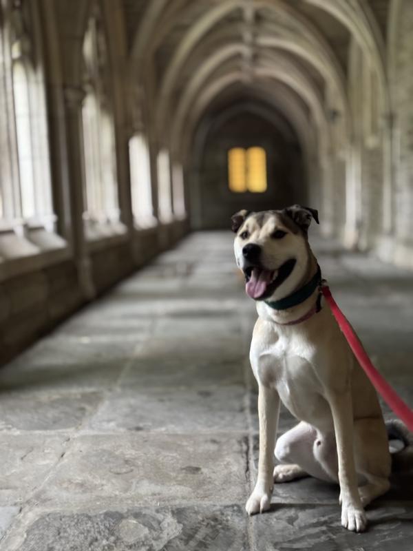 Sit / Stay for high value Solid Gold treats!