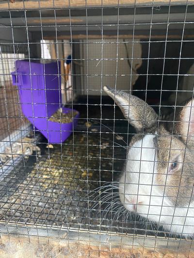 Rabbit best sale gravity feeder