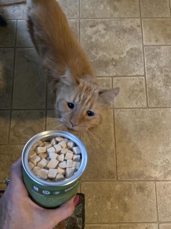 He is interested!  Yeah!!  Such a relief to find something he will eat!