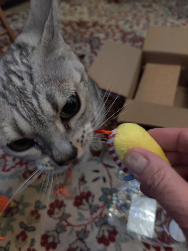 Hey, this tail is very chewable