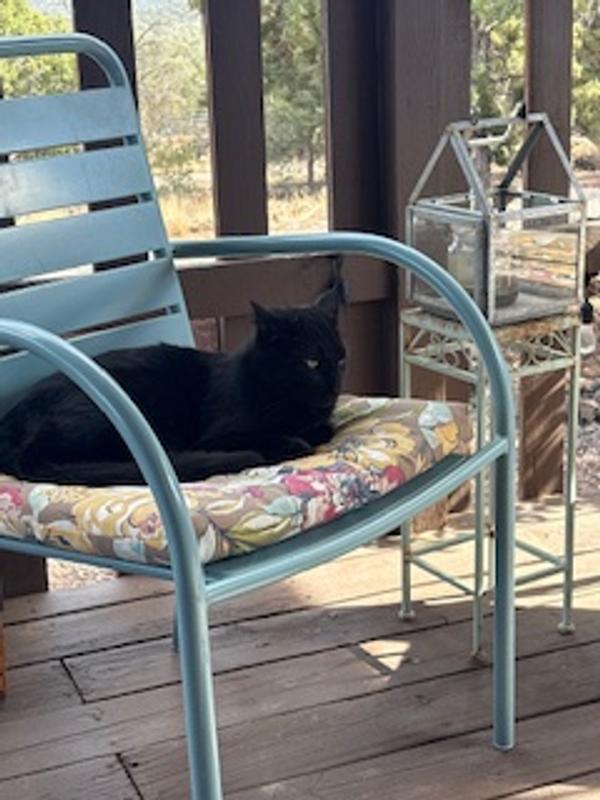 Ghost relaxing after a great meal of Zealandia