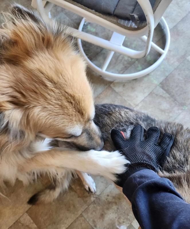 Jealous canine - Me Next