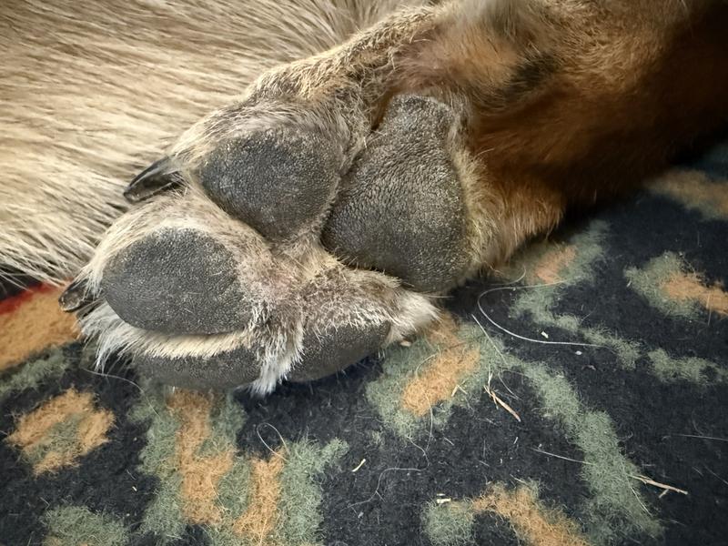 German shepherd paw after trimming with Wahl clipper