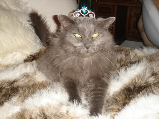 the Queen with pancreatitis