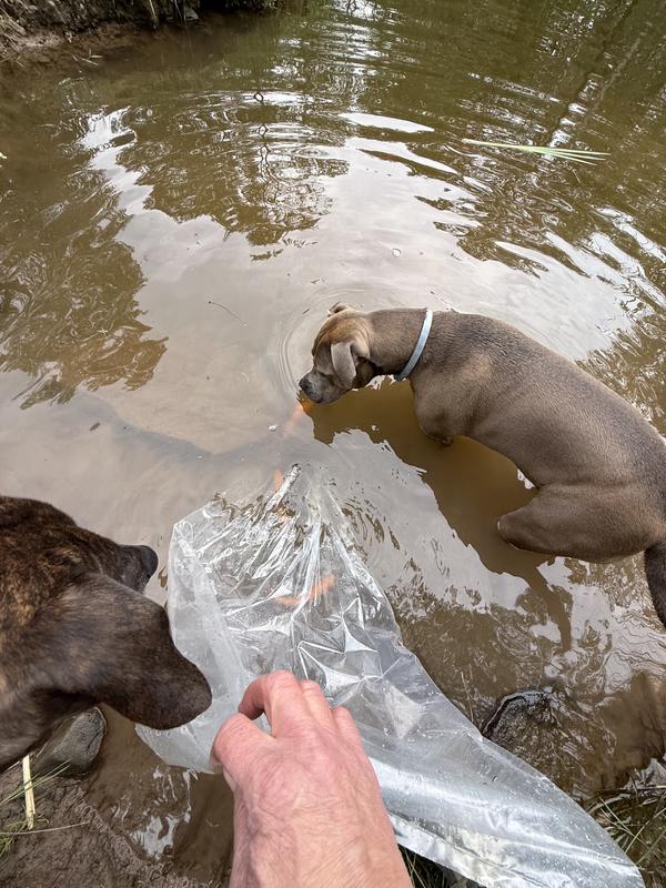Inspecting our new fishes