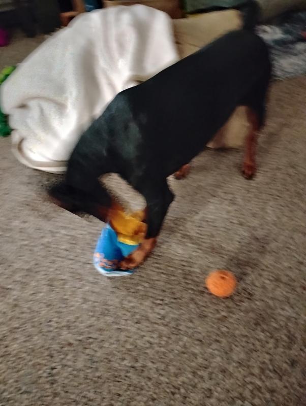 Action shot of last treat out.