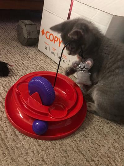 Kong sales cat playground