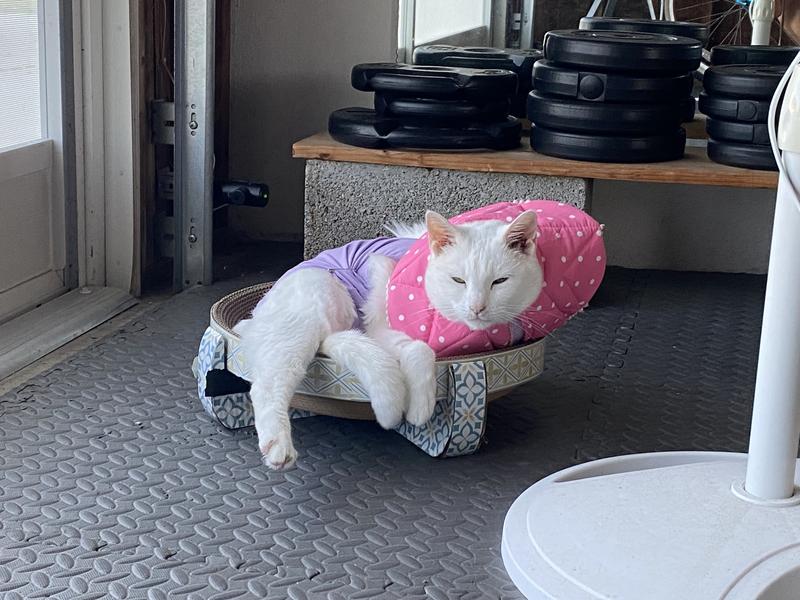 Cat lounging and wearing a post-surgical flexible cloth collar