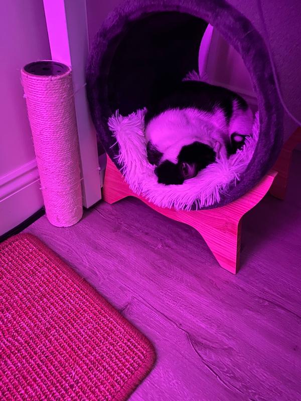 FRISCO Modern Tunnel Elevated Cat Bed