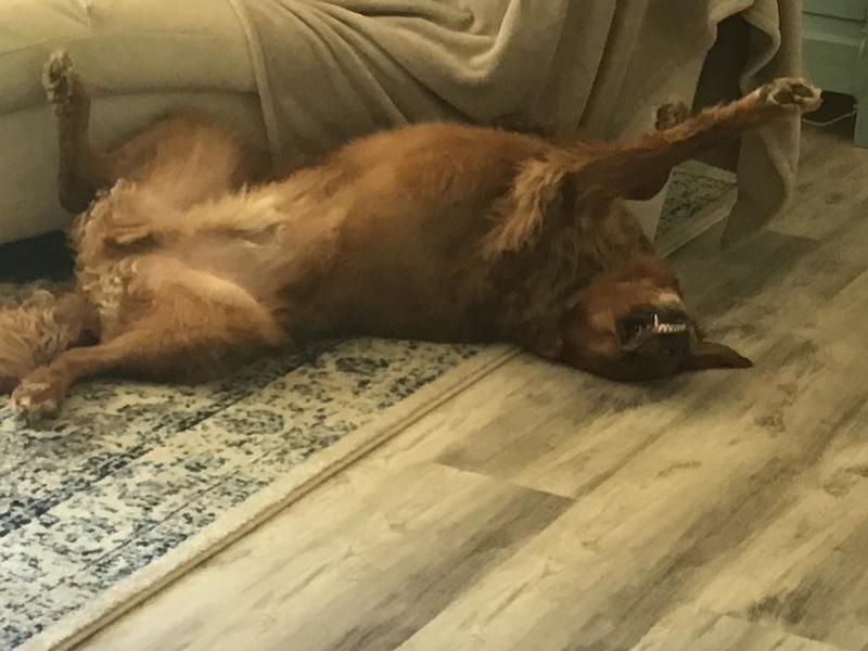 Echo’s normal pose after eating.