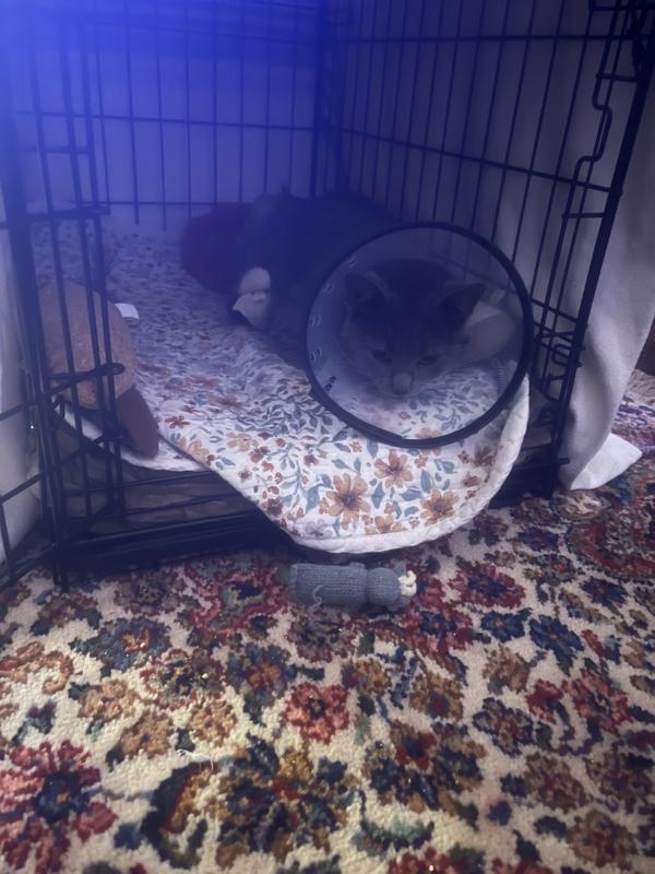 The patient likes this bed.