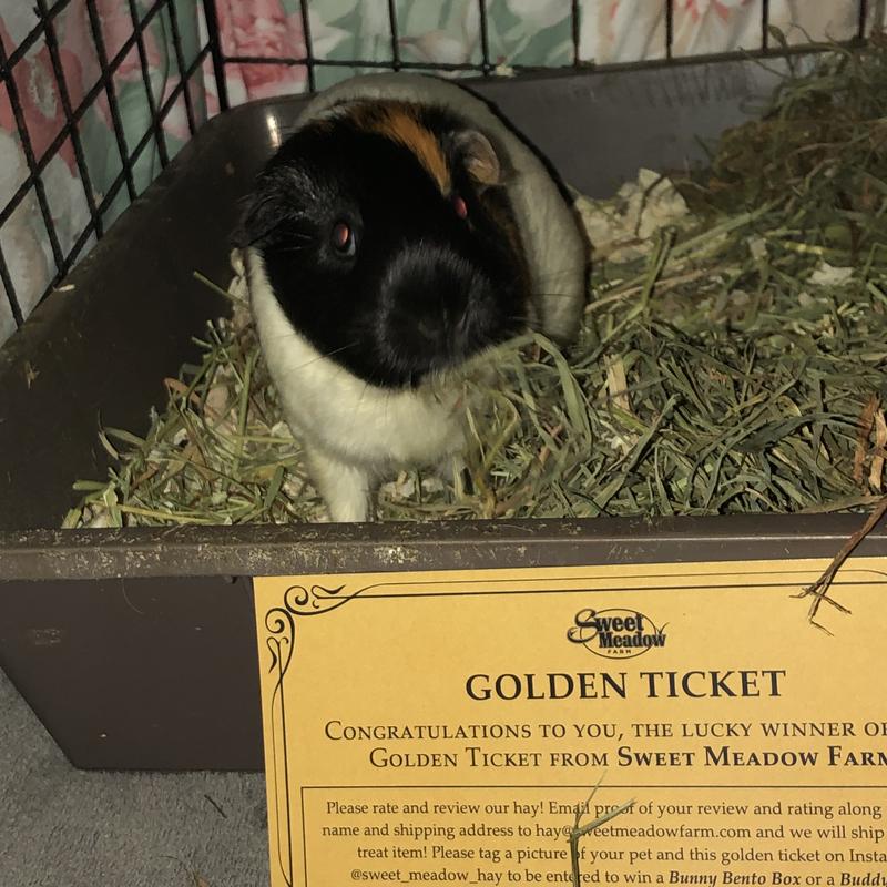 Sugar Bear loves Sweet Meadow hay!