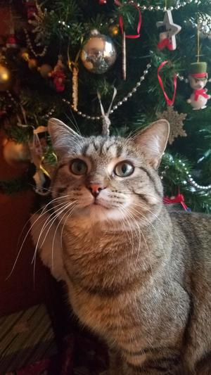 Rosie loves barkworthies duck feet...they're so crunchy:)