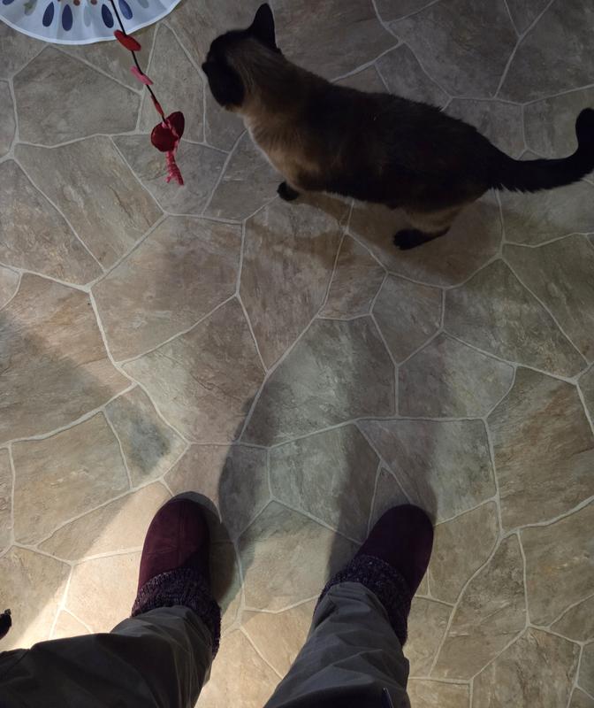 Garfield was totally uninterested in the string toy. I tried to get his attention but unfortunately he couldn't care less. He (or Nermal) did jump up on the counter to get the catnip when I wasn't looking though.