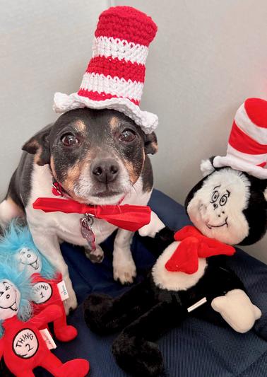 Cat in the hat dog toy sale