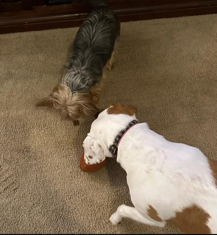 Great toy for both dogs