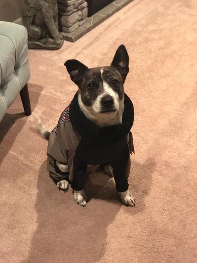 Ultra paws outlet weathermaster dog snowsuit