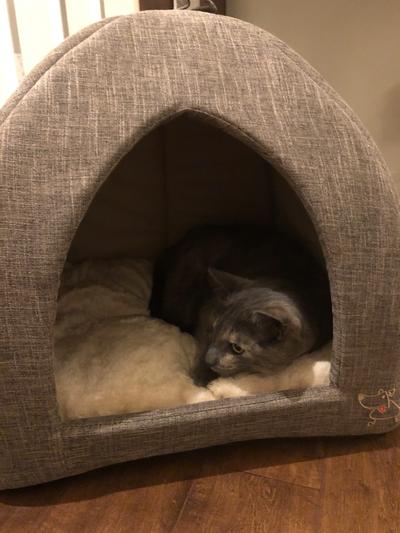 Must guard from approaching dog...