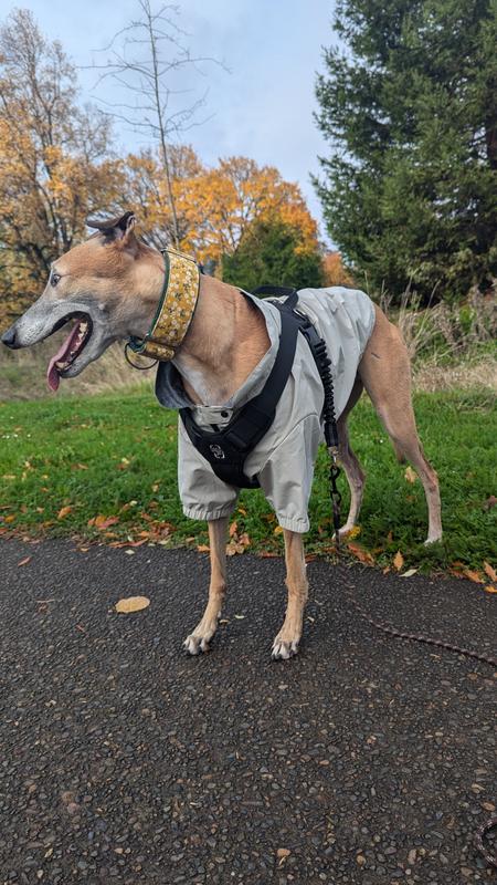 Jacket without hood with harness over it
