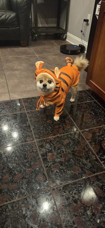 Hauss during his dress rehearsal